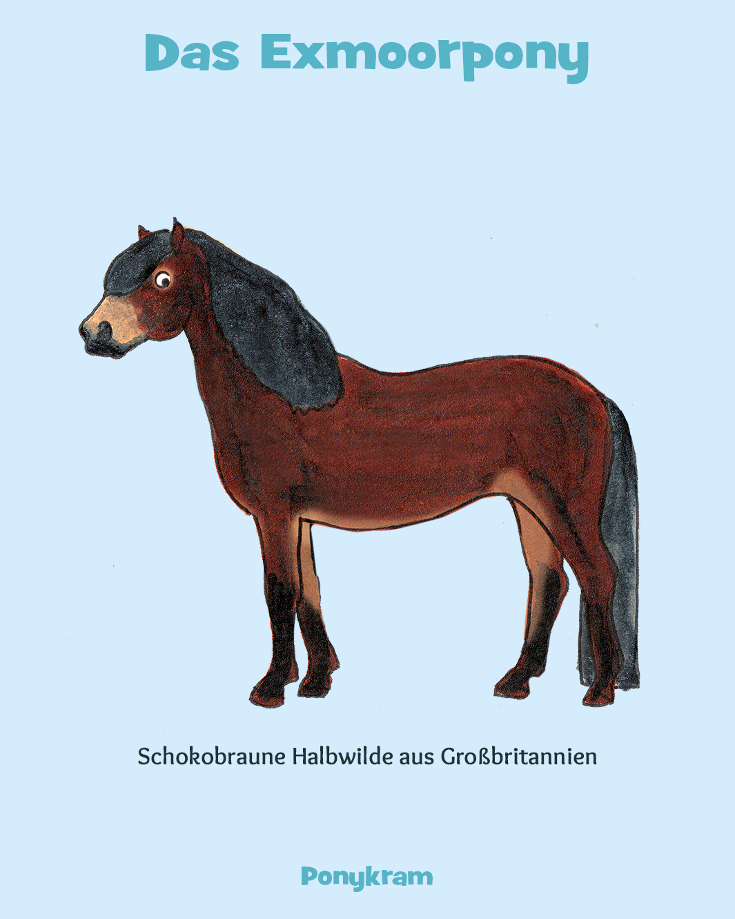 Exmoorponys. Die wilden Ponys Großbritanniens.