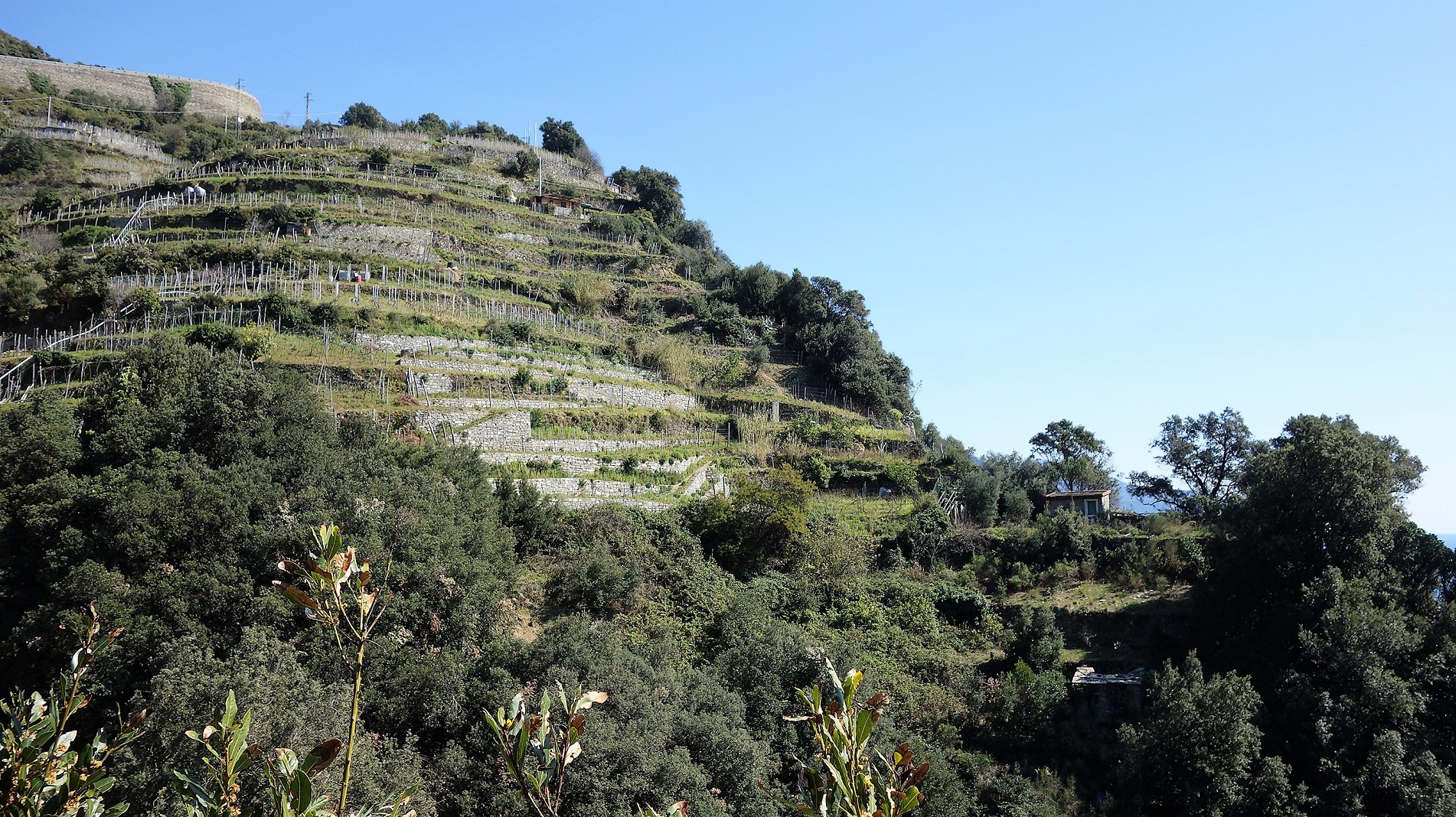 Terrassen für den Weinanbau