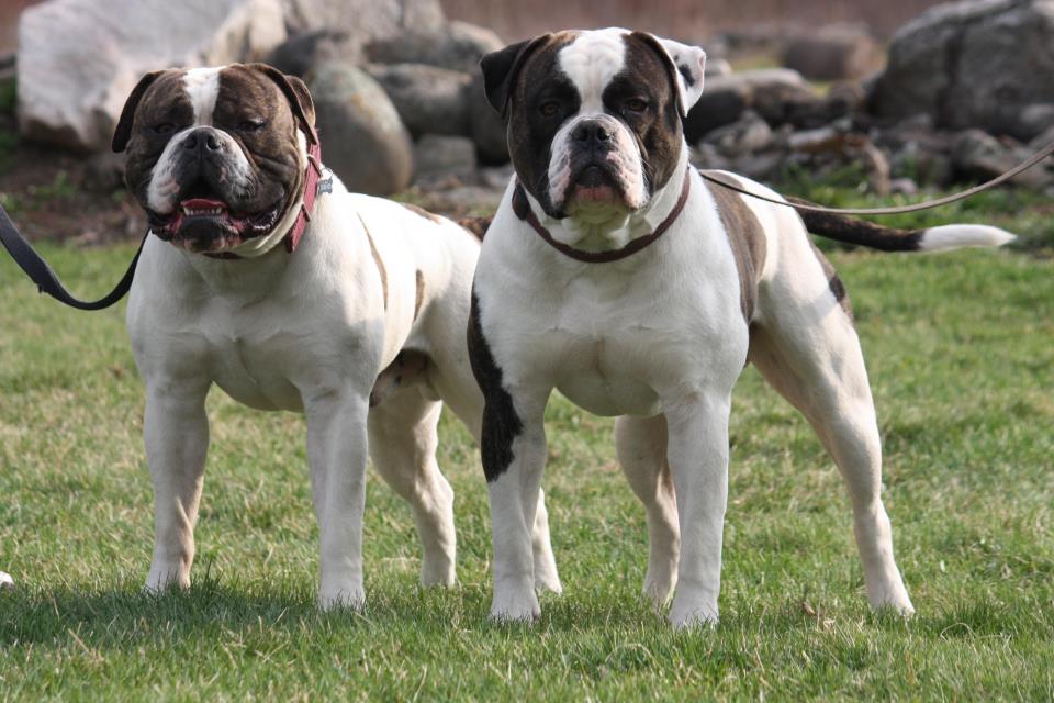 reputable american bulldog breeders