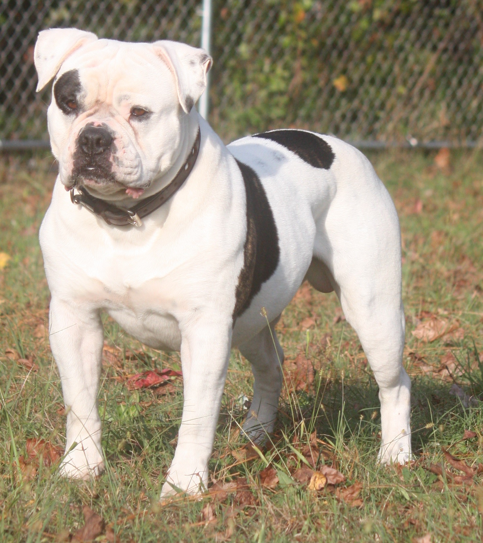 Bully Rascalz American Bulldogs Breeder Ontario