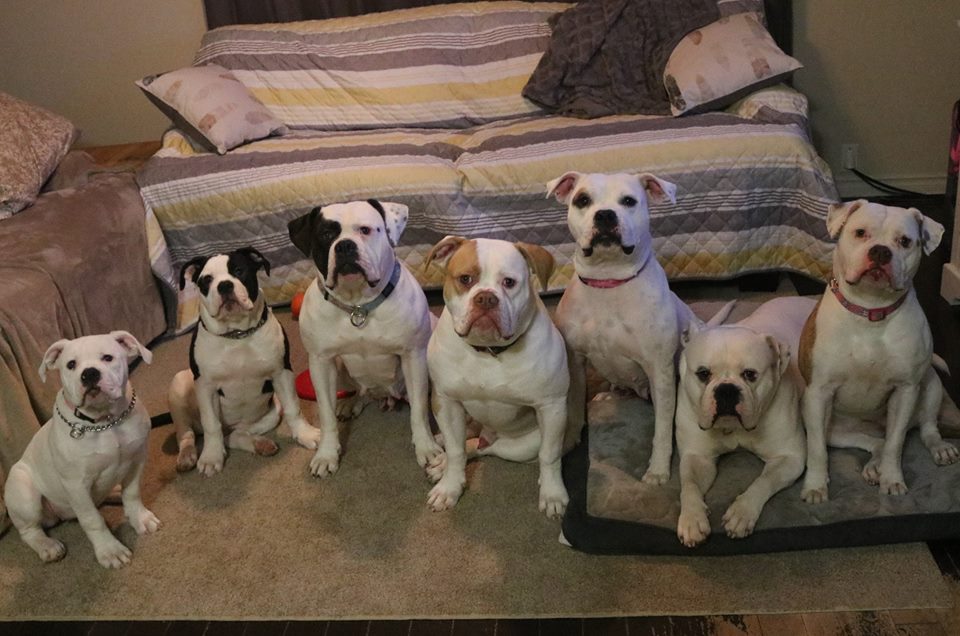 THE AMERICAN BULLDOG Bully Rascalz American Bulldogs Breeder Ontario