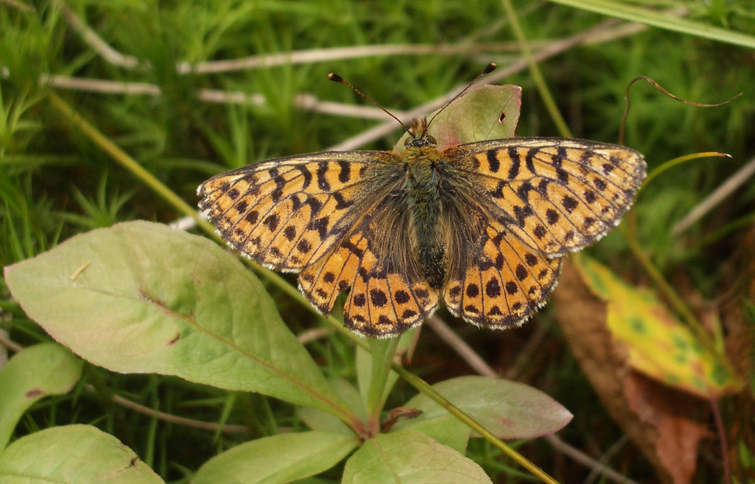 Hochmoor-Perlmuttfalter. Foto: Erwin Möhrlein