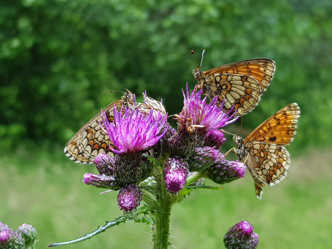 xxfalter auf Sumpfkratzdistel. Foto: Susanne Pätz