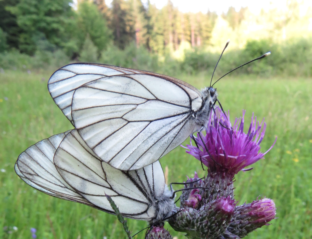Baumweißlinge bei der Paarung. Foto: Erwin Möhrlein