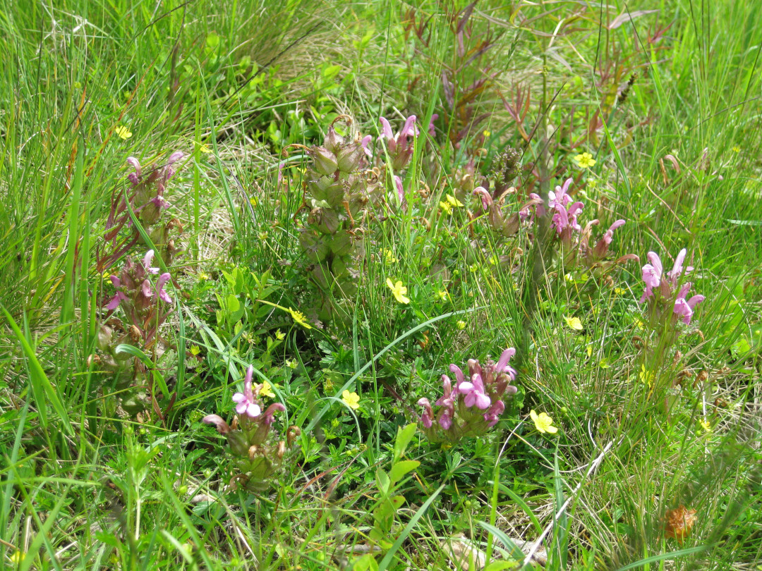 Waldläusekraut. Eine gefährdete Pflanzenart und absolute Besonderheit. Foto: Erwin Möhrlein