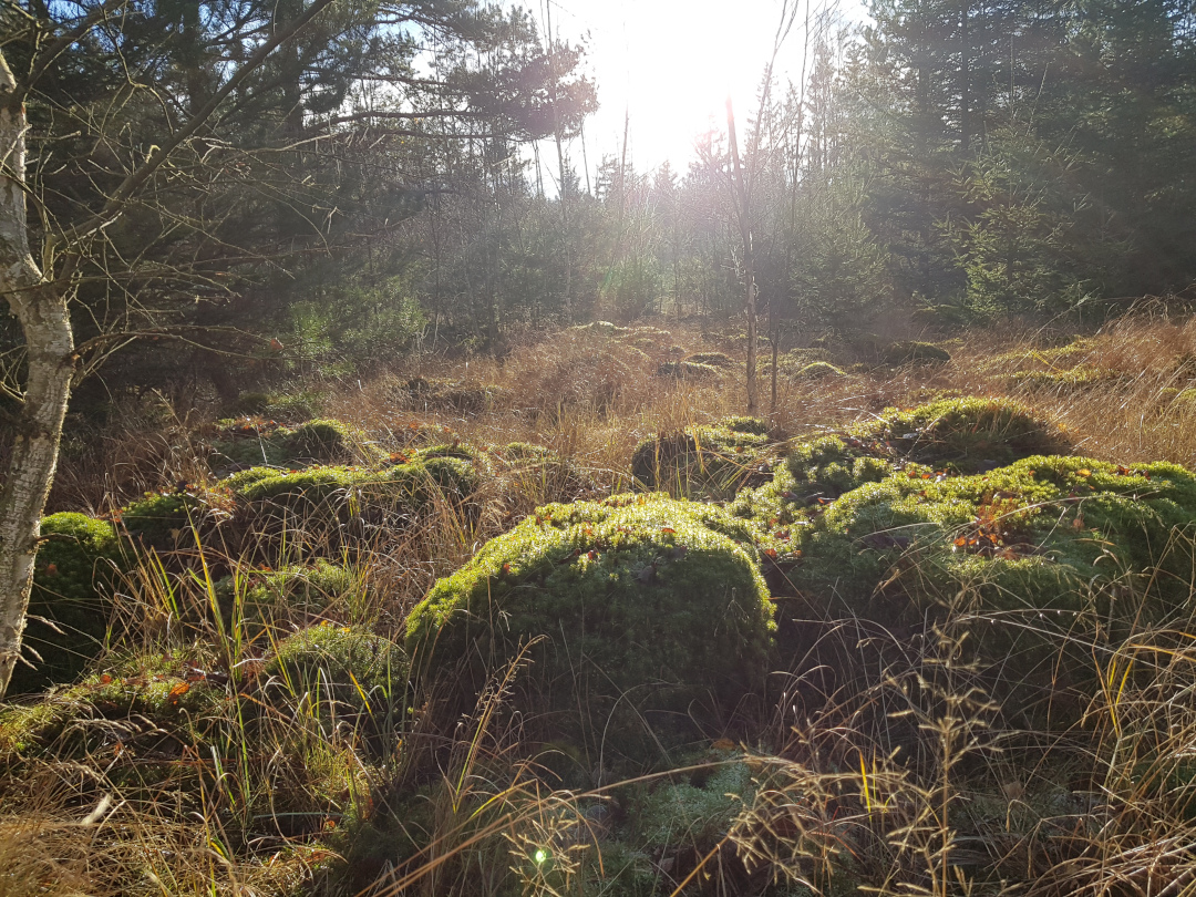 Moosbulten aus Steifem Frauenhaarmoos. Foto: Susanne Pätz