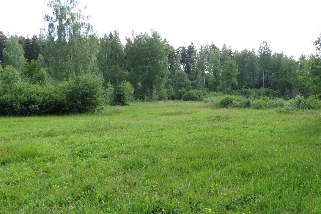 Überblick über den gemähten Sumpfwiesenbereich. Foto: Erwin Möhrlein