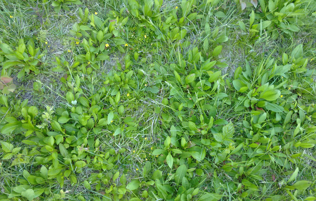 Stellenweise ist der Teufelsabbiss (Rosetten) hier bestandsbildend!! Foto: Erwin Möhrlein