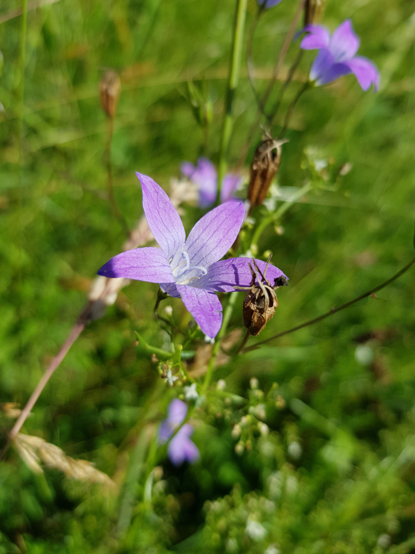 Wiesenglockenblumen. Ein Zeiger für extensive, blütenbunte Mähwiesen. Foto: Susanne Pätz