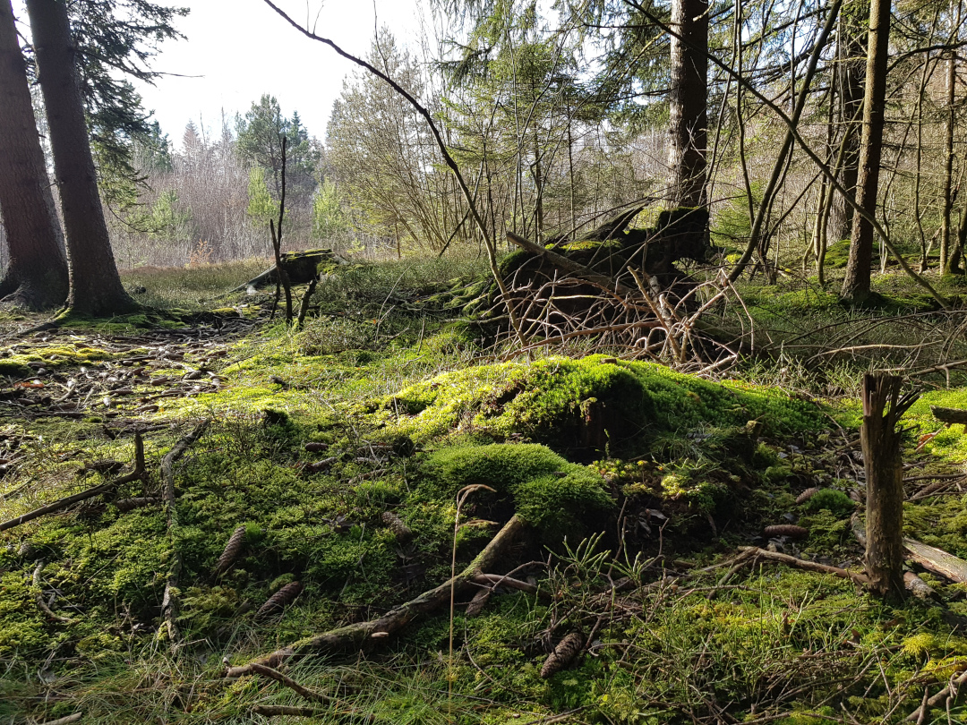 Moosbewachsener, lichter Fichtenwald. Foto: Susanne Pätz