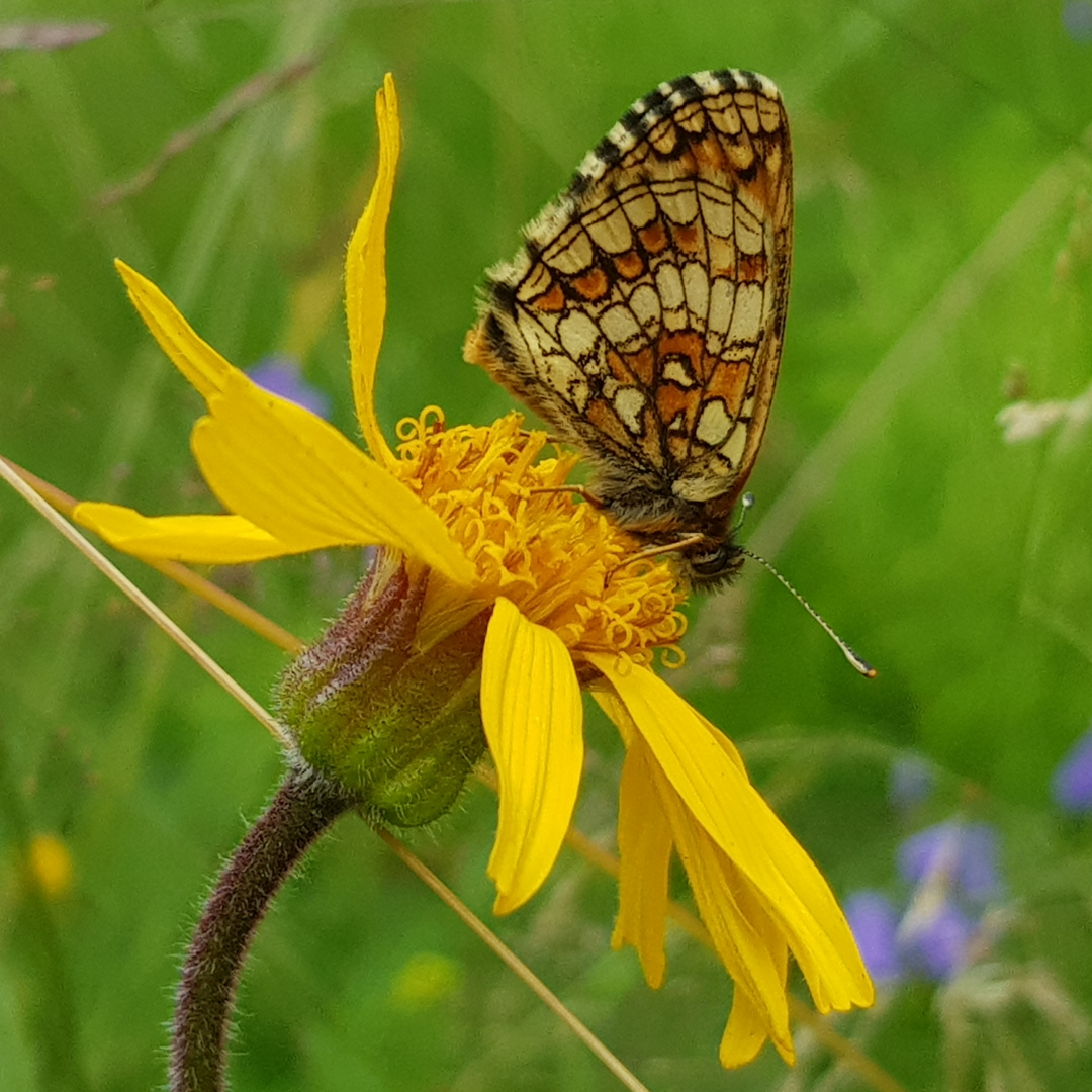 xxfalter auf Arnika. Foto: Susanne Pätz