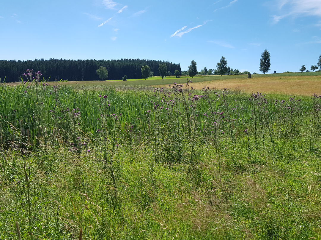 Sumpfkratzdistel vor Röhricht im Feuchtbereich. Foto: Susanne Pätz