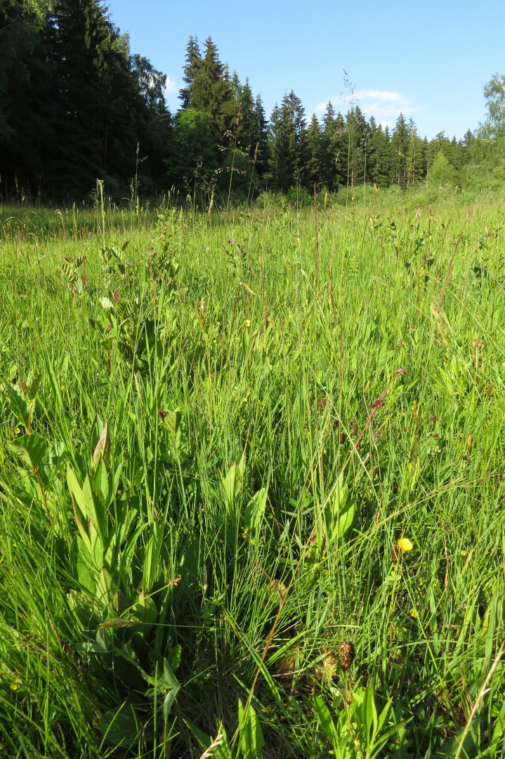Blick in die Sumpfwiese. Foto: Erwin Möhrlein