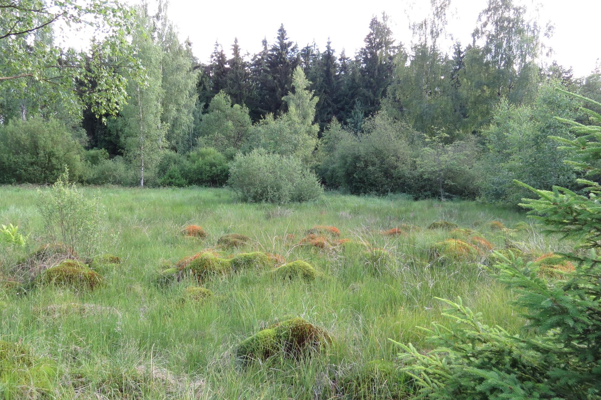 Moospolster aus Steifem Frauenhaarmoos im Moorbereich. Foto: Erwin Möhrlein