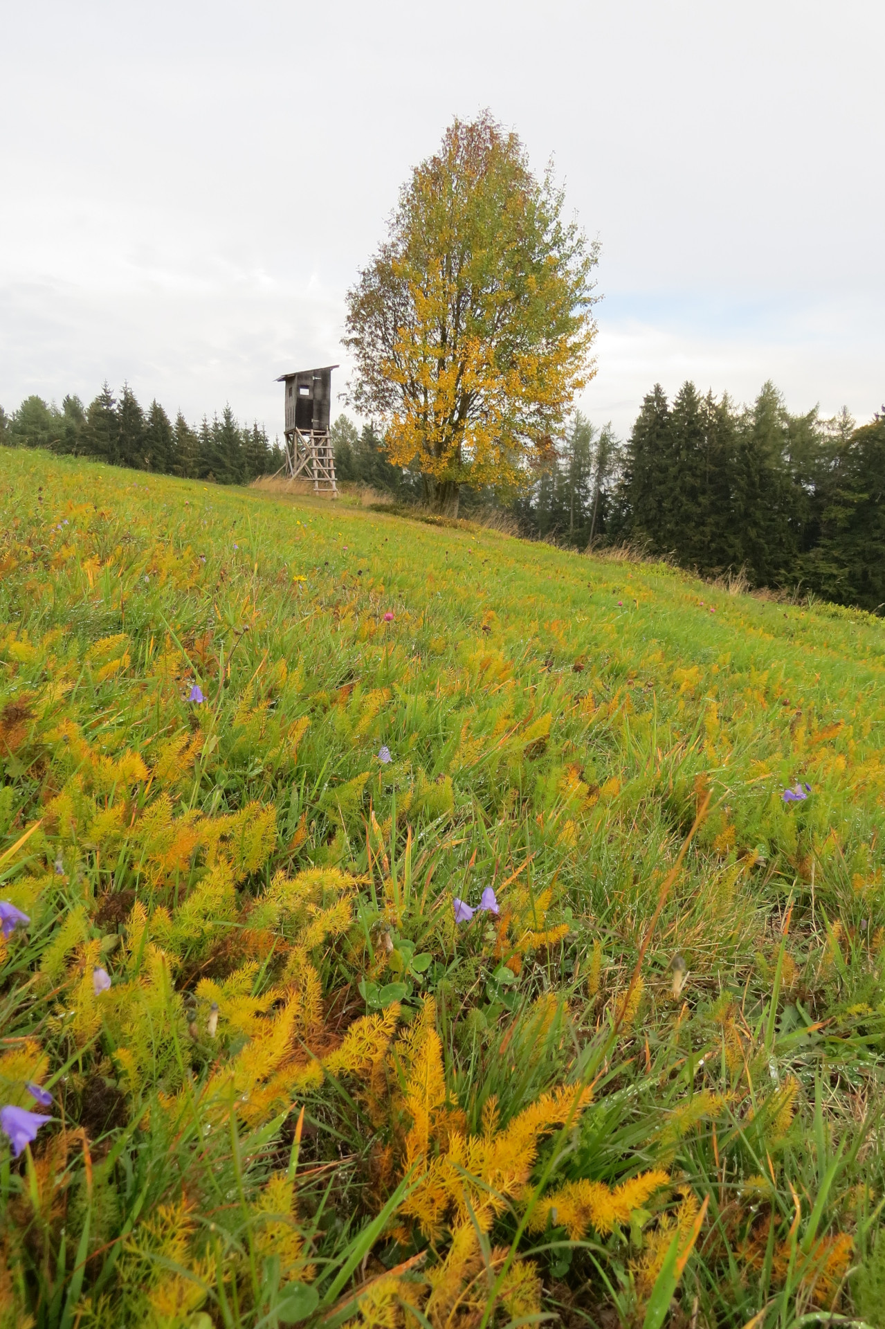 Im Herbst verfärbt sich der Bärwurz gelb. Foto: Erwin Möhrlein