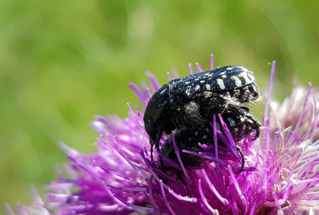 Trauerrosenkäfer auf Sumpfkratzdistel. Foto: Susanne Pätz