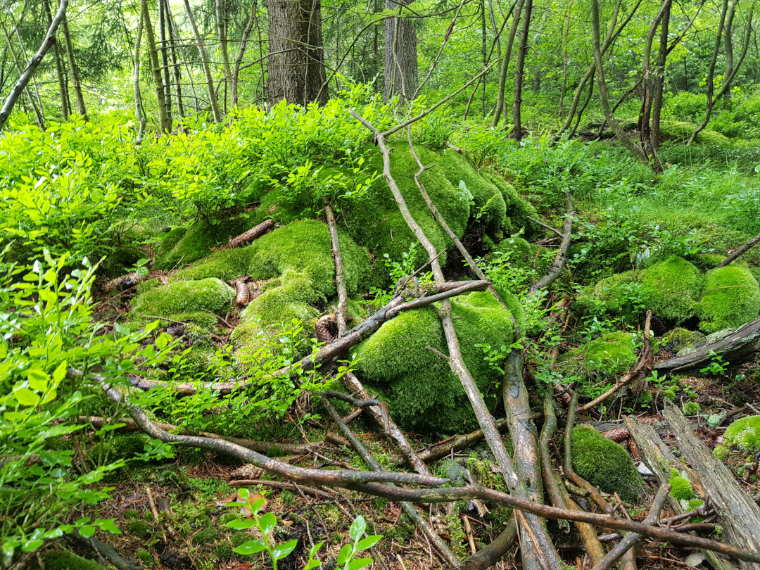 Totholz darf hier, sofern es mit der Borkenkäferbekämpfung vereinbar ist, liegen bleiben. Foto: Susanne Pätz