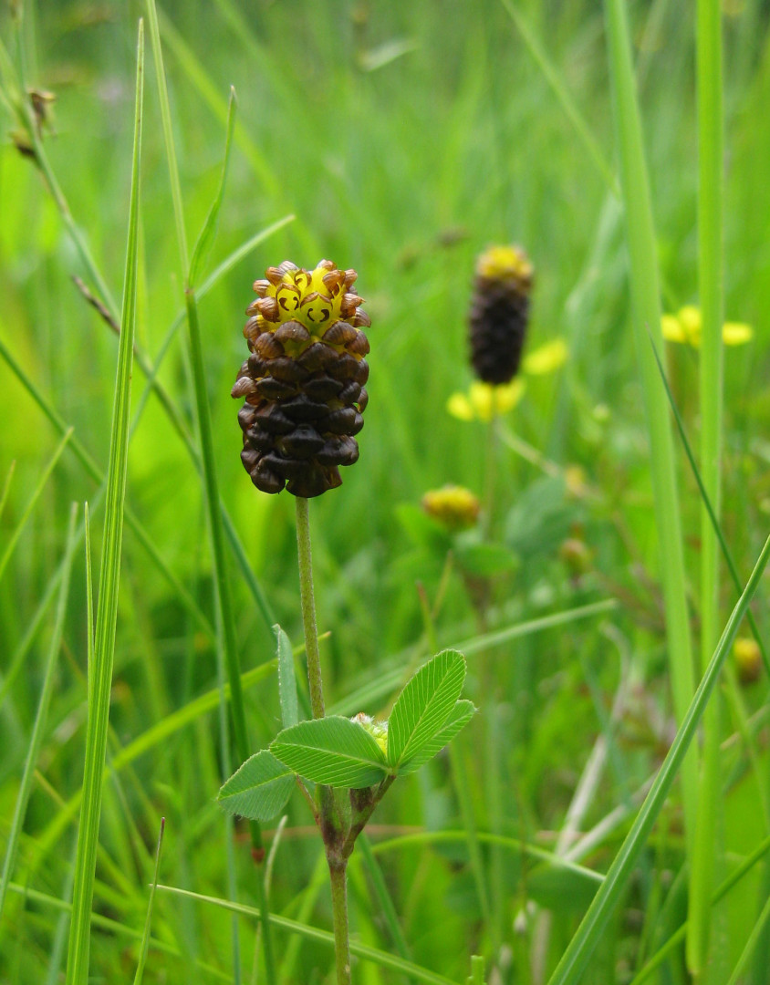 Moorklee. Foto: Erwin Möhrlein