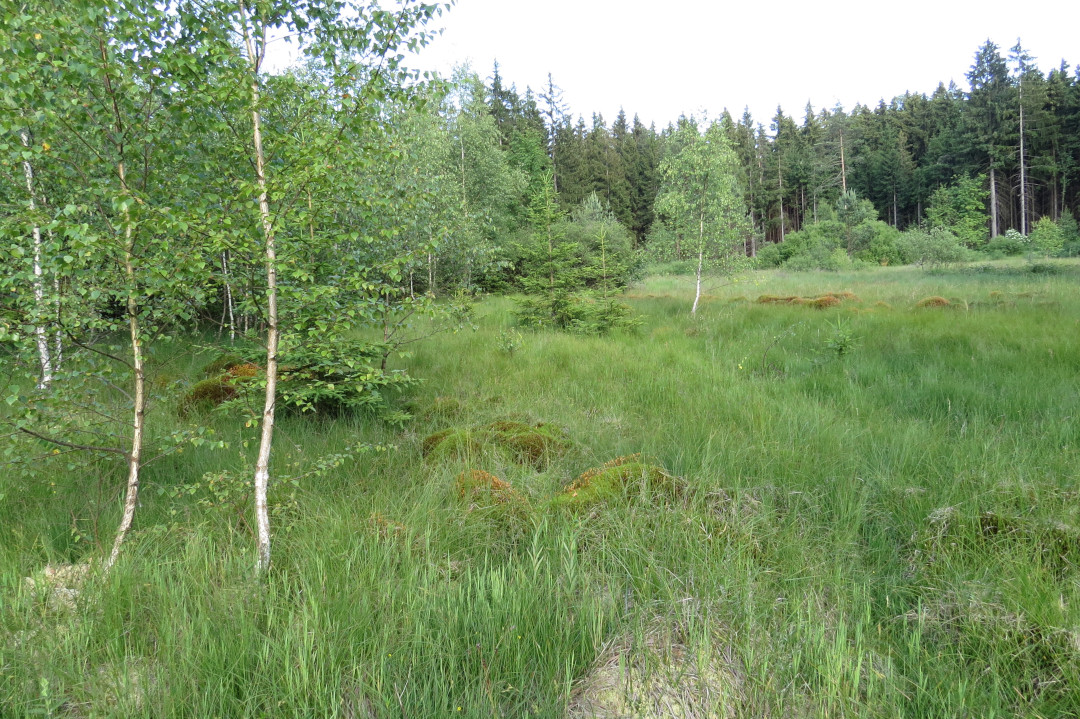 Blick auf den Moorbereich. Foto: Erwin Möhrlein.