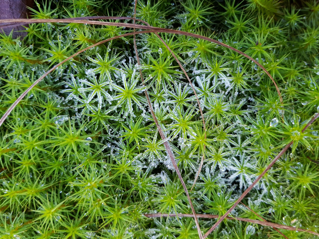 Steifes Frauenhaarmoos. Foto: Susanne Pätz