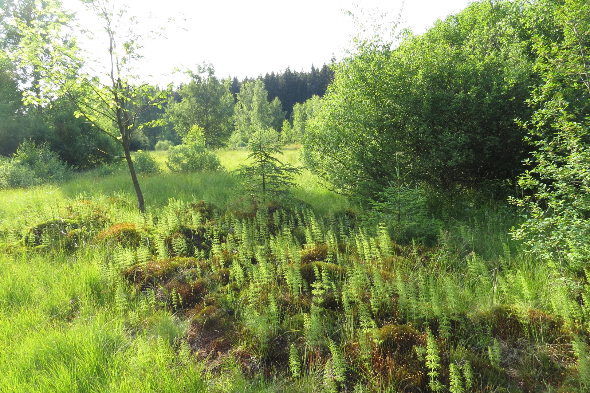 Frisch sprießender Waldschachtelhalm über den Moosbulten. Foto: Erwin Möhlein