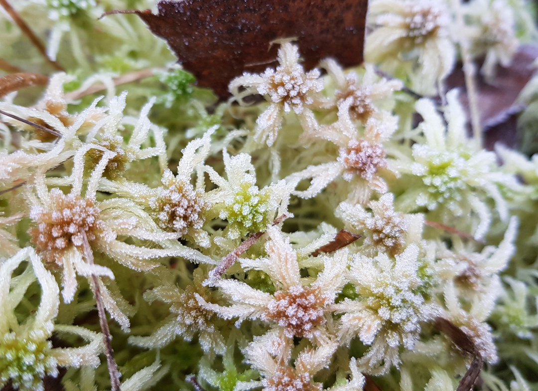 Torfmoos. Foto: Susanne Pätz