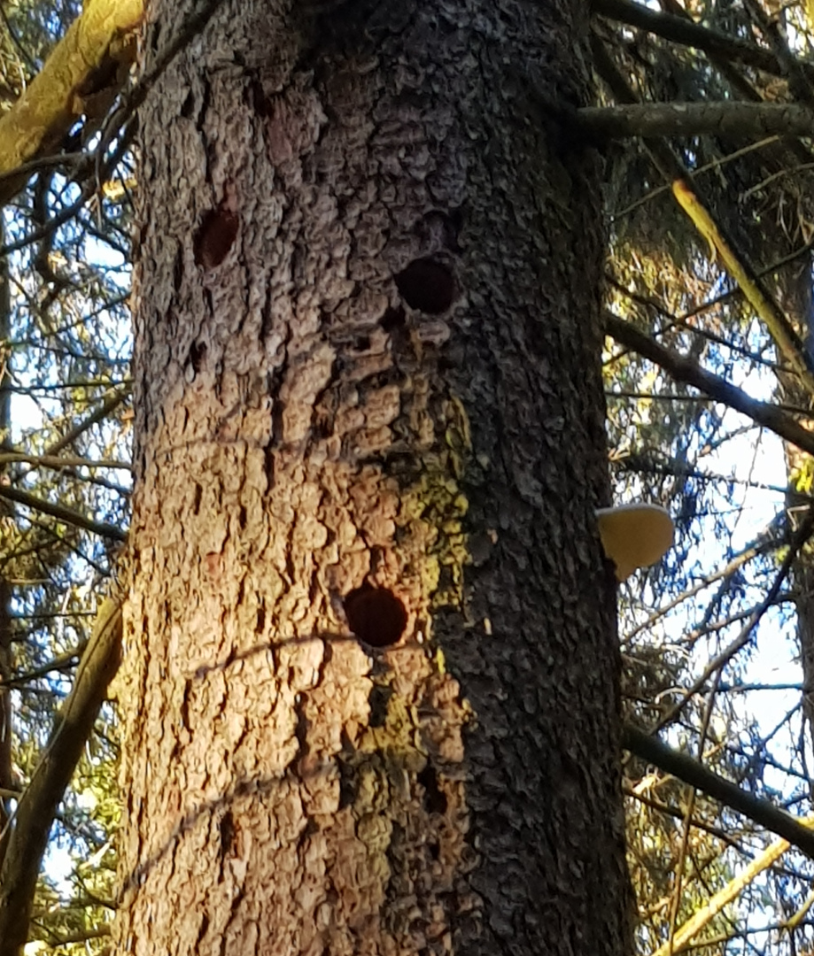 Auch der Buntspecht hat hier eine Villa gefunden. Foto: Susanne Pätz