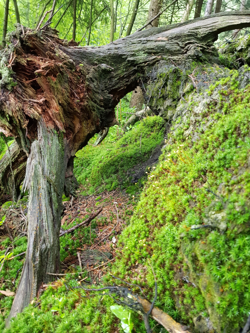 Umgestürzter Baum mit Moosbewuchs. Foto: Susanne Pätz