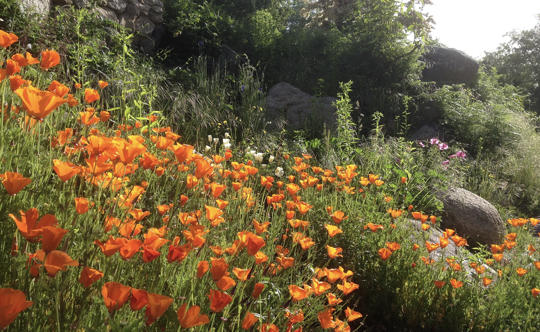 Le champs de coquelicot de notre hameau yogique 