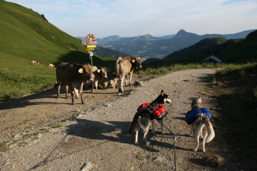 Juergen-Sedlmayr-Hunde-Oesterreich-121