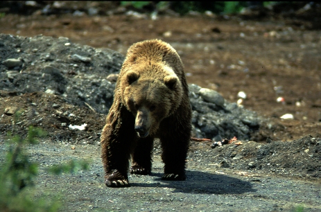 Reisefotograf-Juergen-Sedlmayr-Kodiak-Bär-Alaska-199