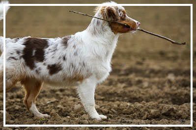 Tierfotograf-Hundefotograf-Hundeshooting-L798