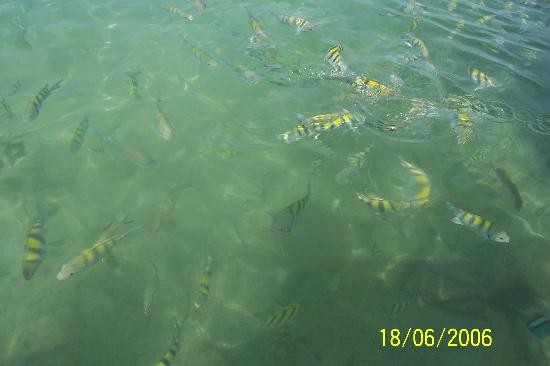 Fishes At Cocoreef Resort