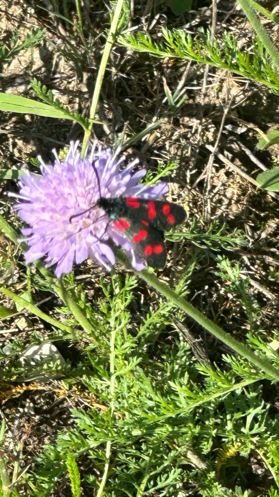 Die Wunder der Natur und Tierwelt