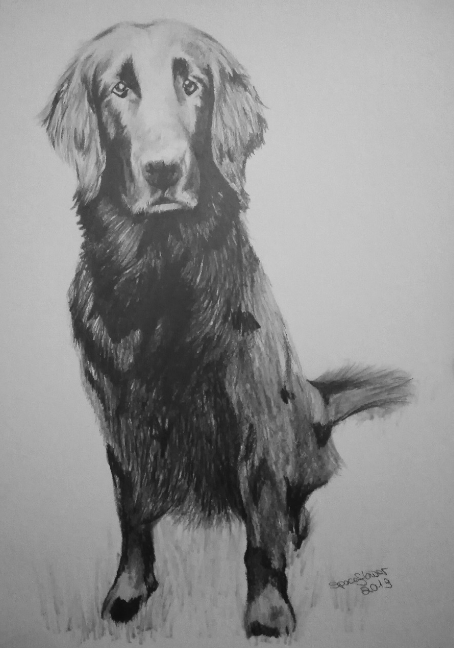 A3 Hundeportrait