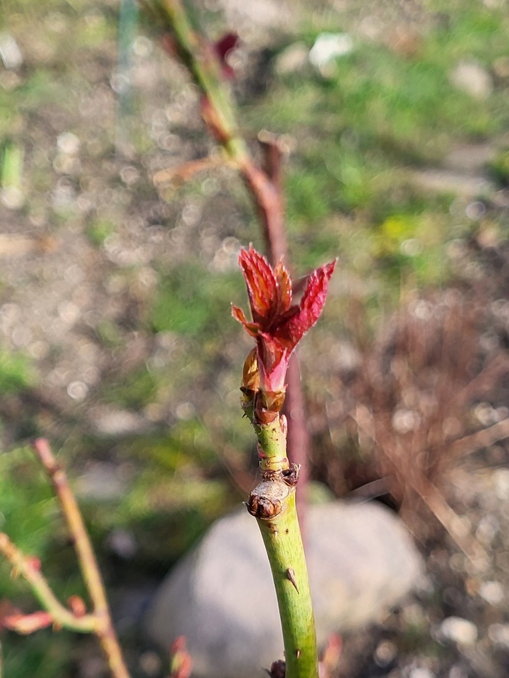 Der ehemalige Garten von Karla in Gohlis