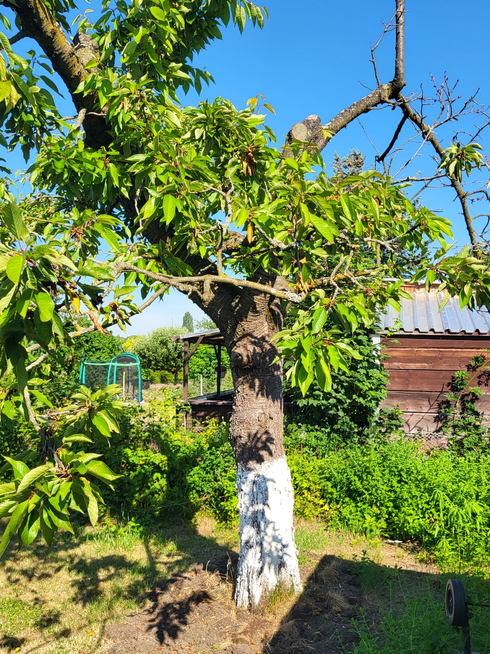 Hat der Baum ein Bewusstsein? 