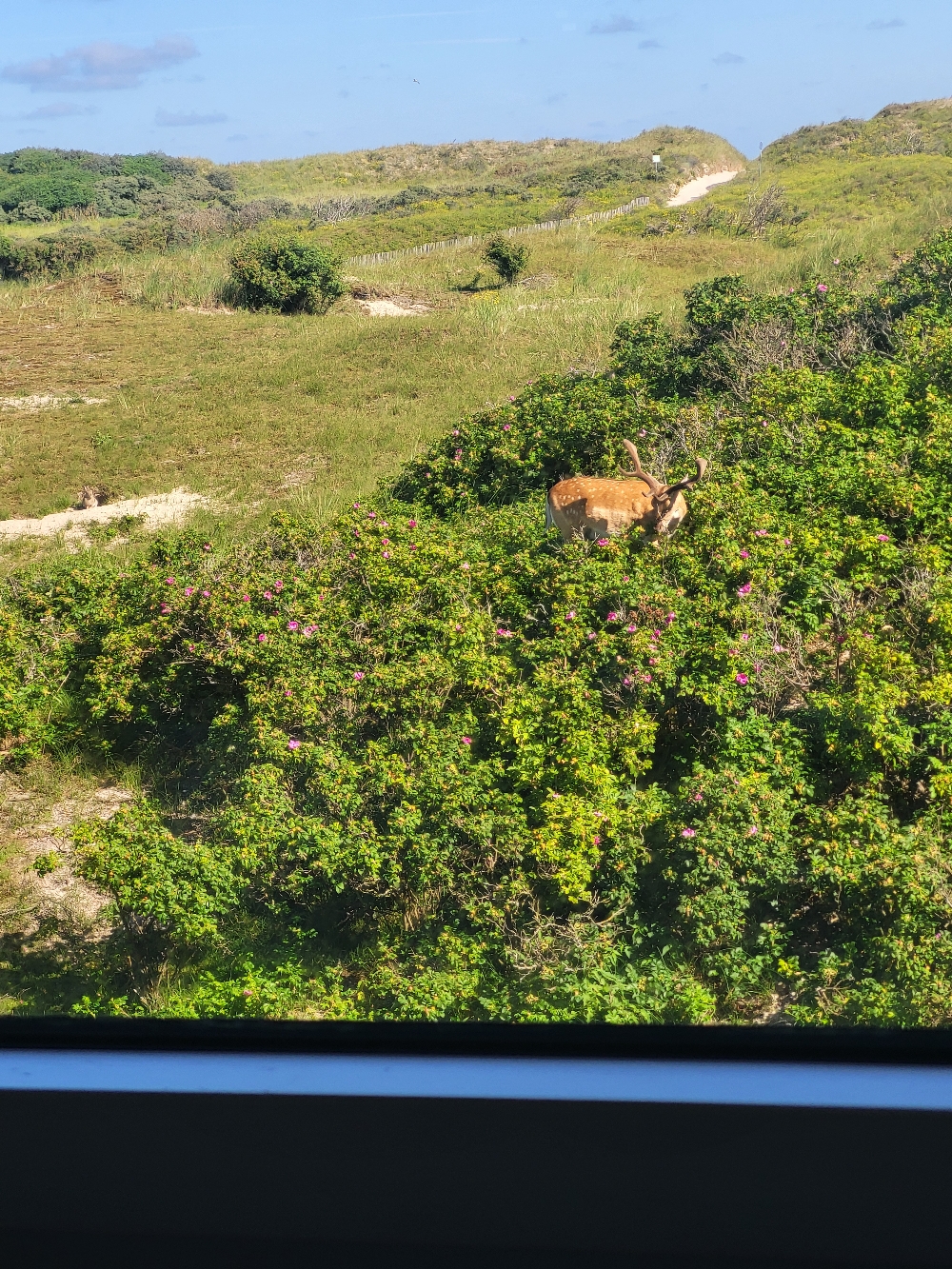 Der Hirsch von Norderney grast vor den Fenstern der Dialyse auf Norderney