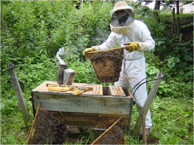 La ruche Kényane - Apicultureaquitaine, spécialisé en élevage de reines