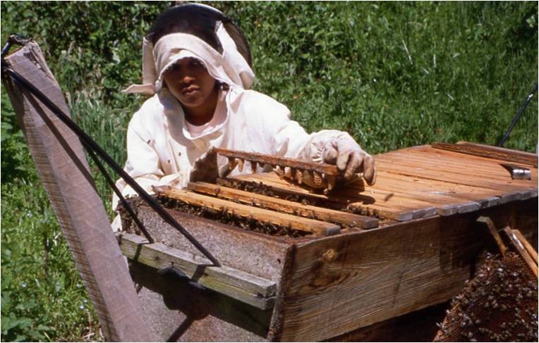 La ruche Kényane - Apicultureaquitaine, spécialisé en élevage de reines
