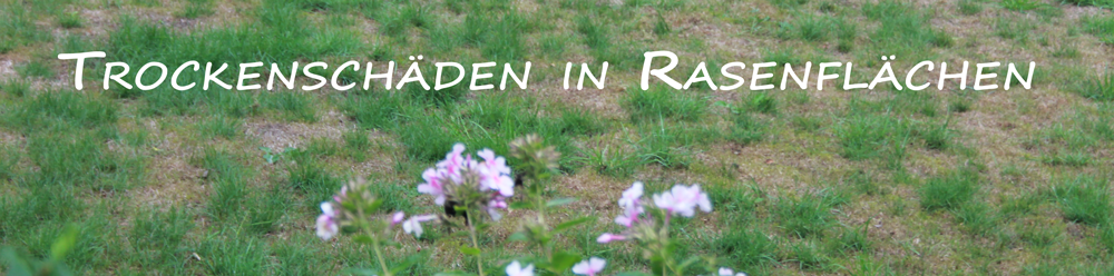 Lebt der Rasen noch oder ist er verbrannt? Trockenschäden in