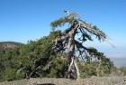 Bilder: Im Troodos-Gebirge