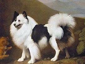 German Spitz colors pure Stubbs Giant Spitz Pomeranian