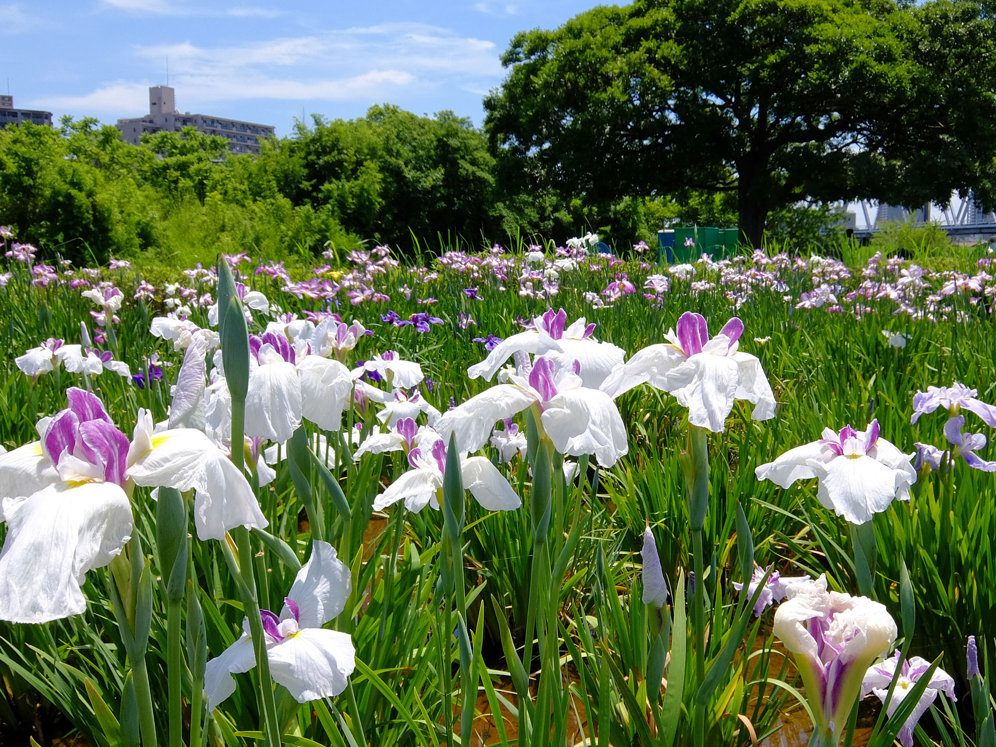 花菖蒲と600年の松