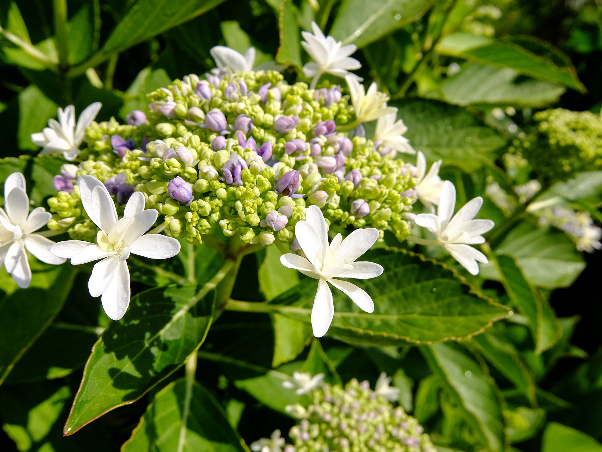 公園の紫陽花