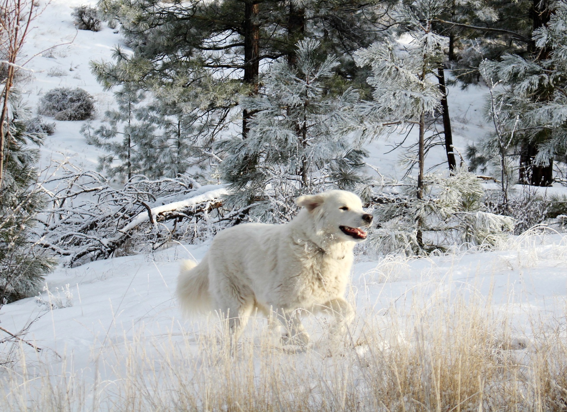Urlaub mit Hund in Winterberg Ferienwohnung in Winterberg