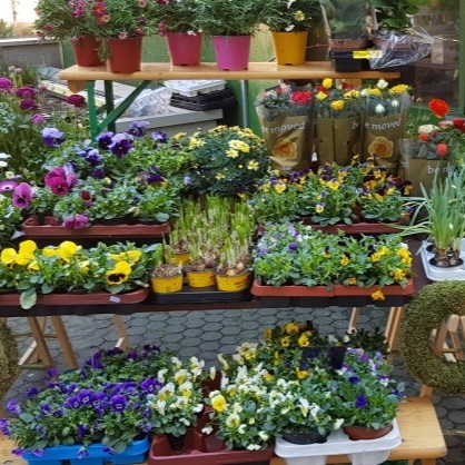 Saisonale Balkonblumen direkt aus Muenchen Freimann Gaertnerei Blumenhuette Harras