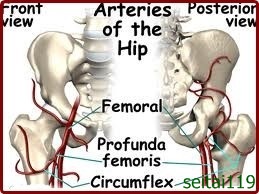 股関節の血管構造図
