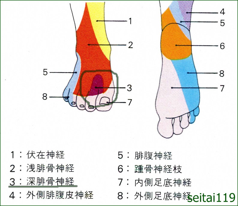 足の甲の痺れ 前足根管症候群 手技治療院 康学舎 札幌市中央区