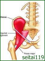 腸骨筋＋大腰筋＝腸腰筋